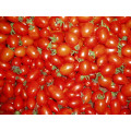 Frische Tomaten